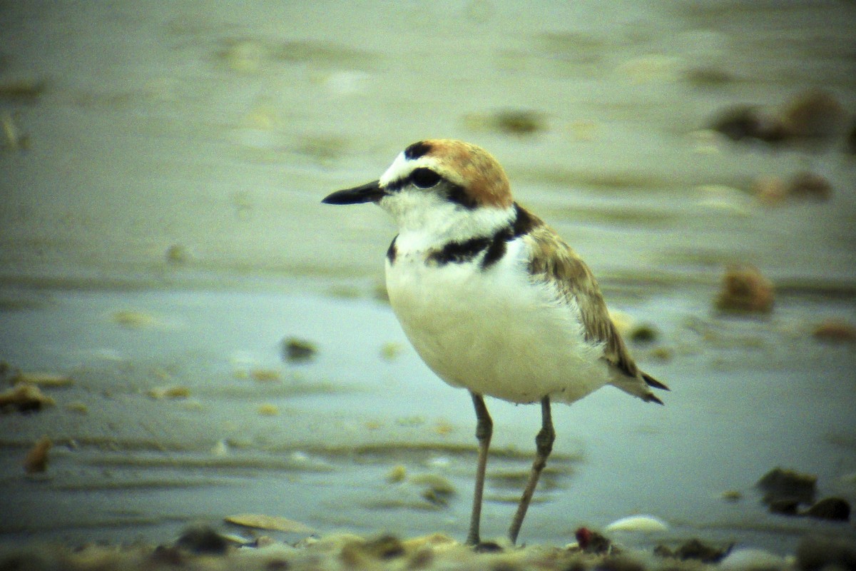 arkipello - ML644333203