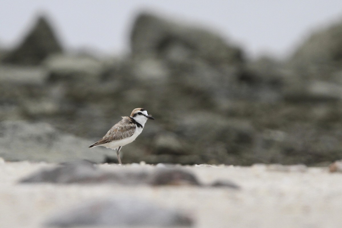 arkipello - ML644333204