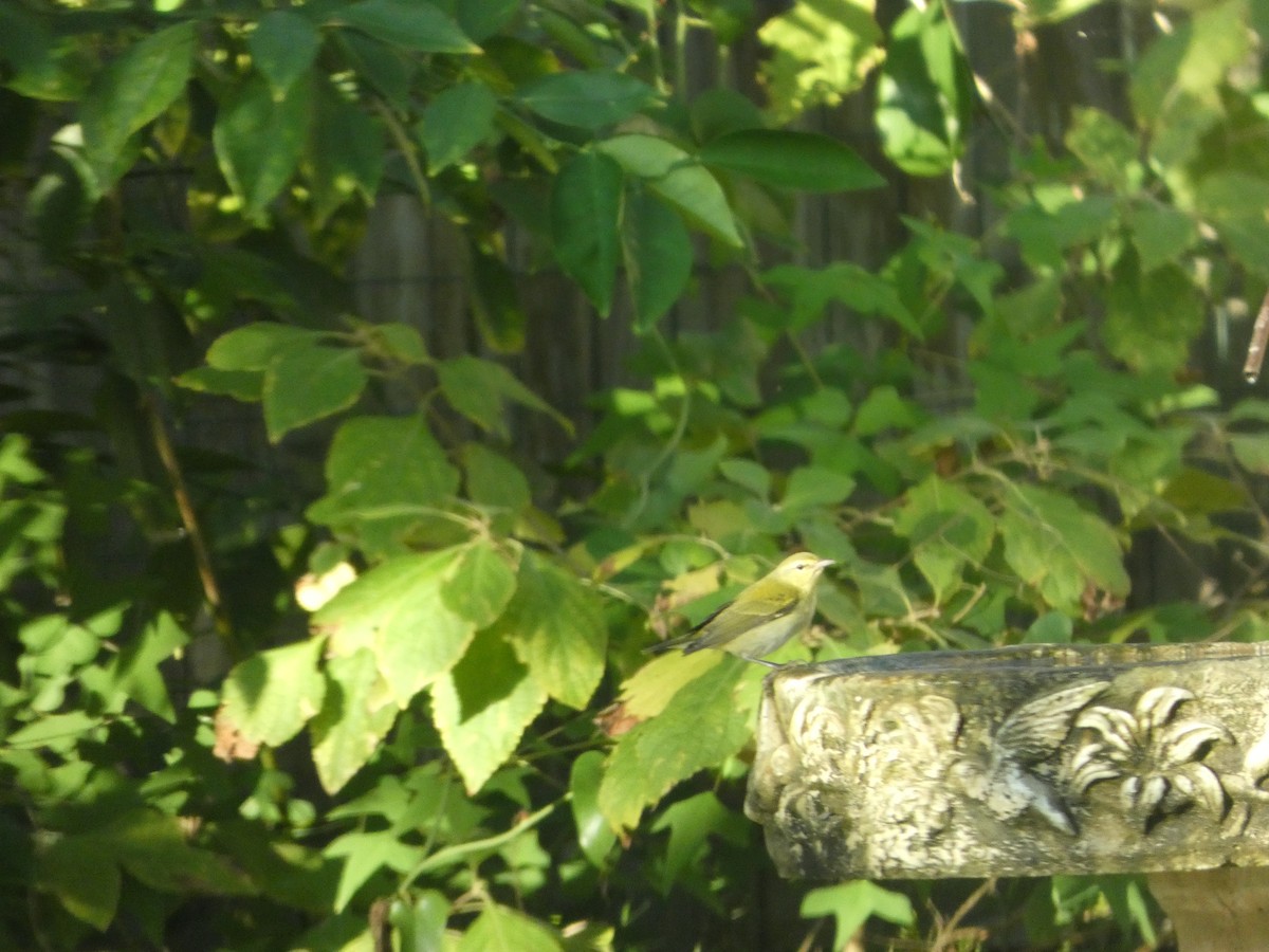 Tennessee Warbler - ML644333208