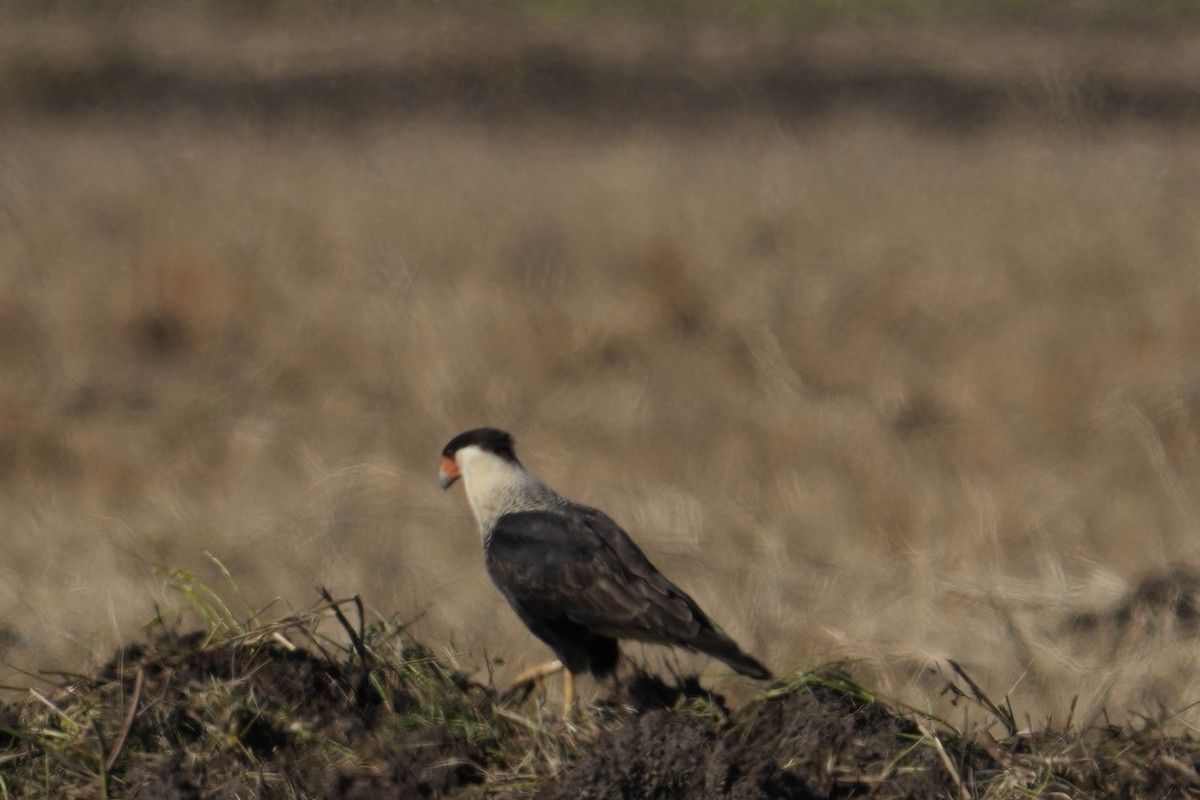 Равнинная каракара (cheriway) - ML644333210