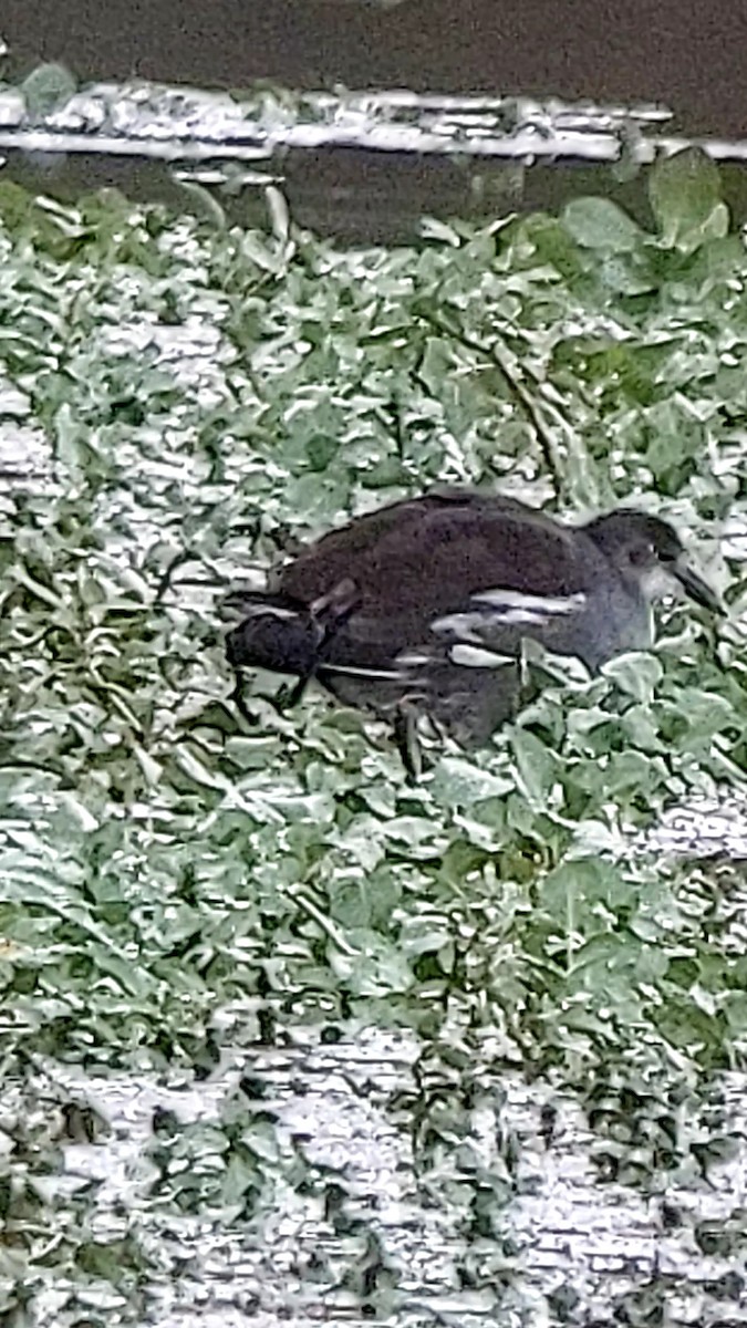 Common Gallinule - ML644333222