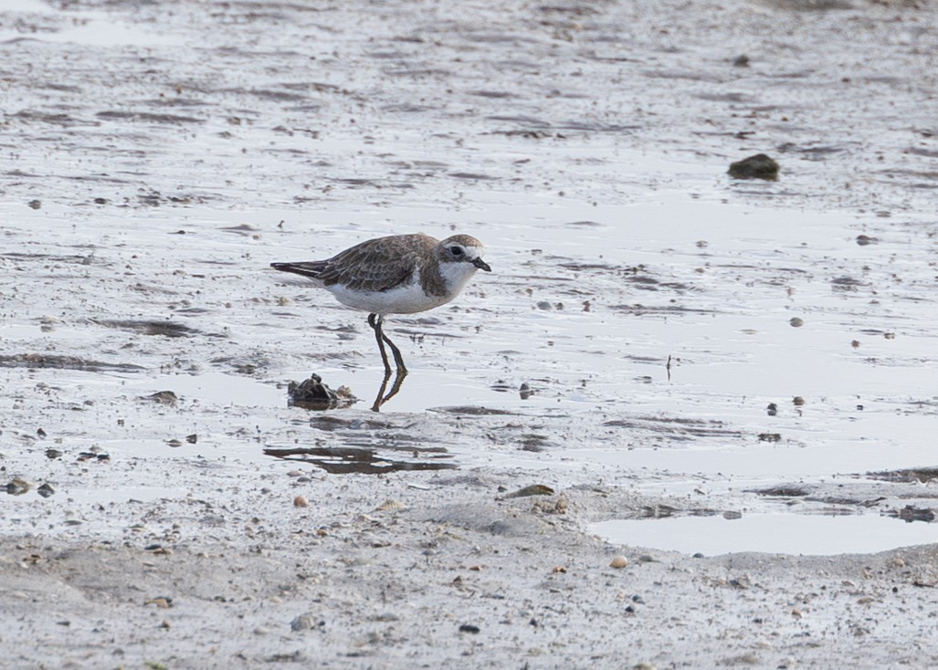 Siberian Sand-Plover - ML644333223