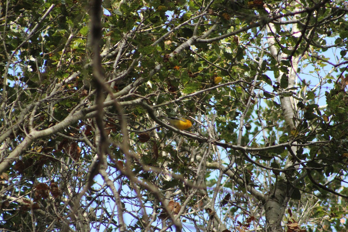 Prothonotary Warbler - ML644333224