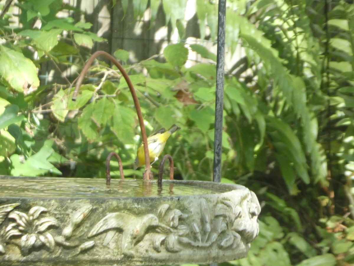 Nashville Warbler - ML644333229