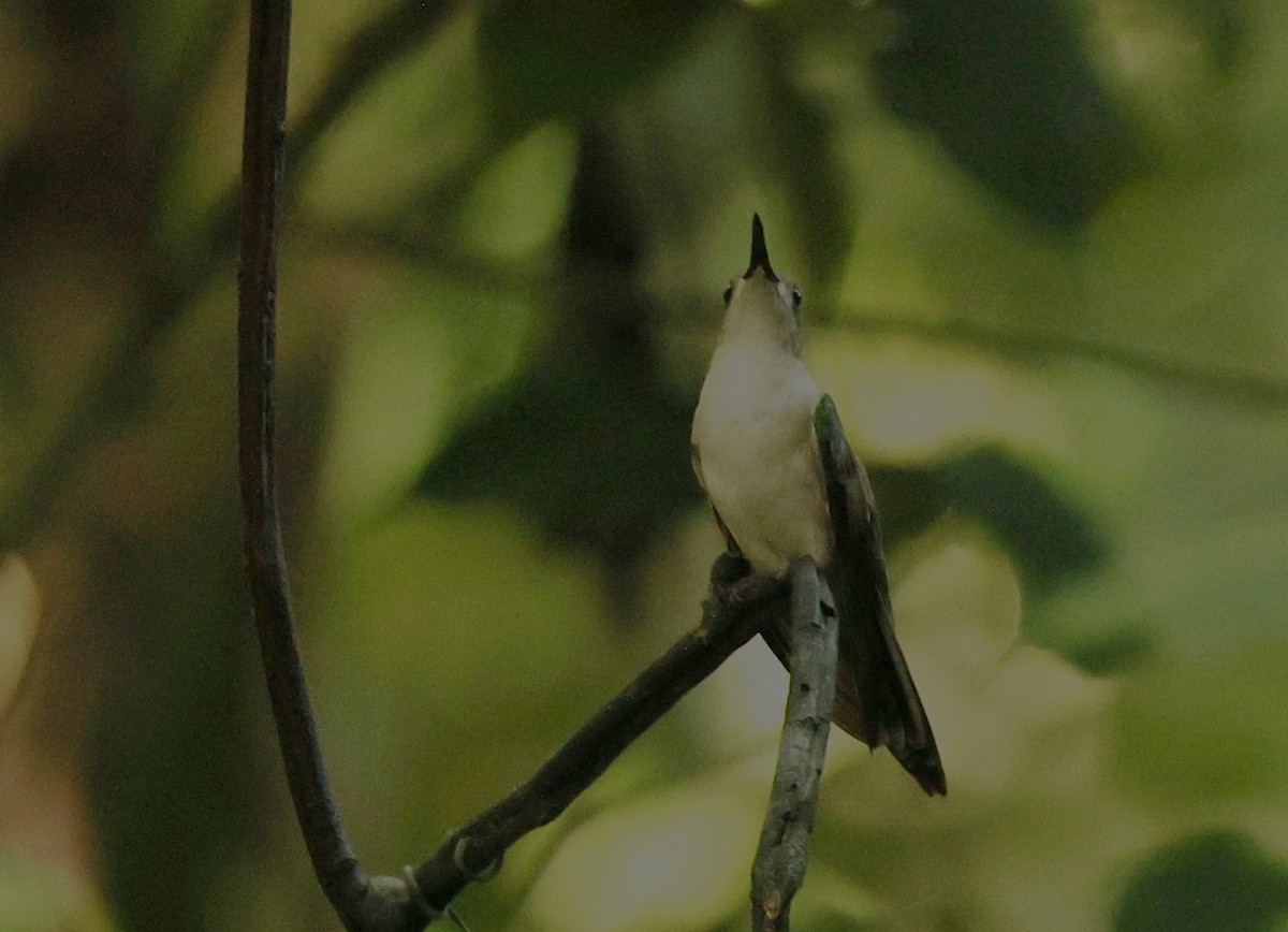 Wedge-tailed Sabrewing - ML644333232