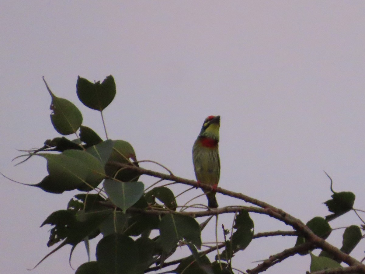 Al Göğüslü Barbet - ML644333234