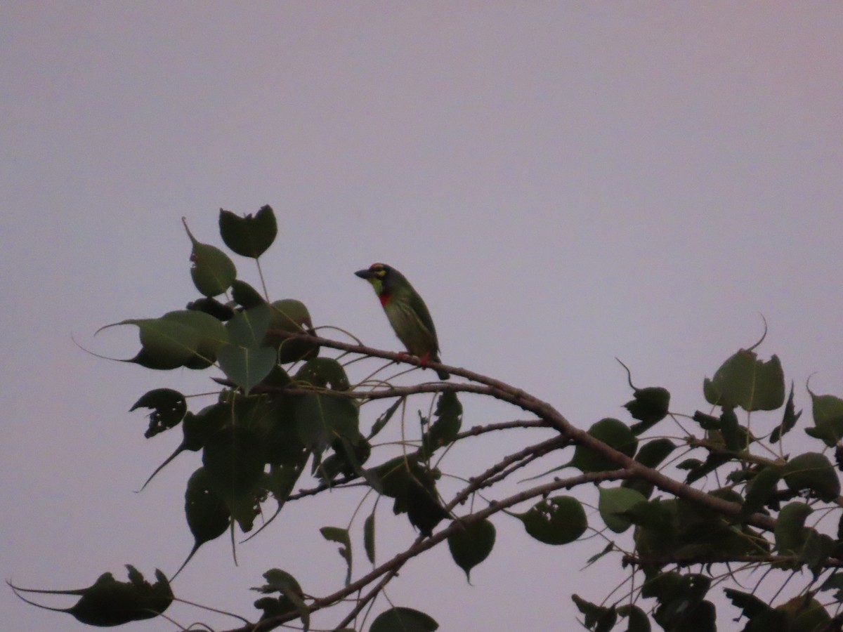 Al Göğüslü Barbet - ML644333235