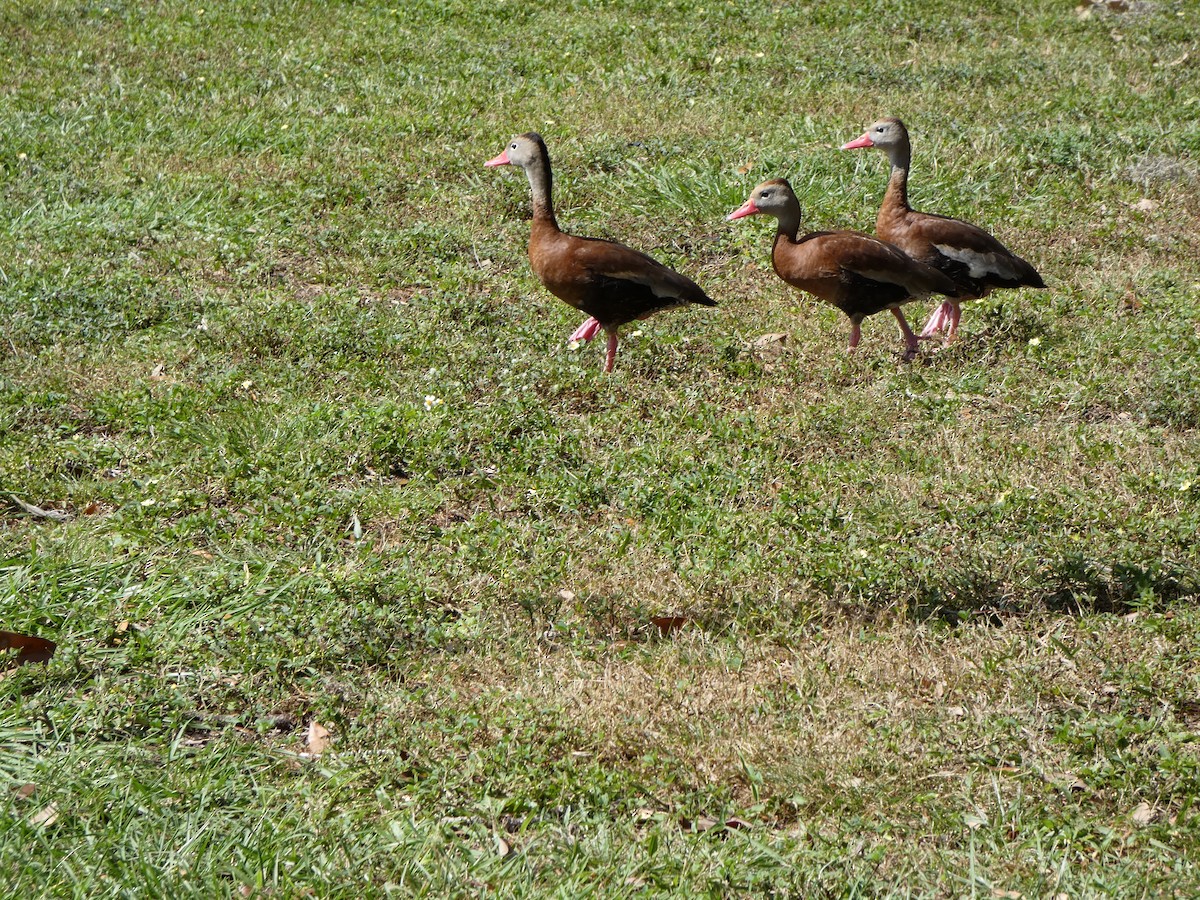 Black-bellied Whistling-Duck - ML644333236