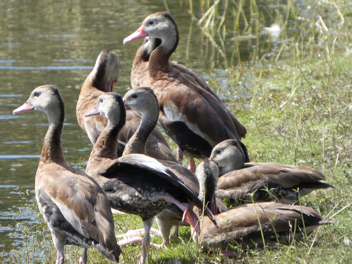 Black-bellied Whistling-Duck - ML644333237