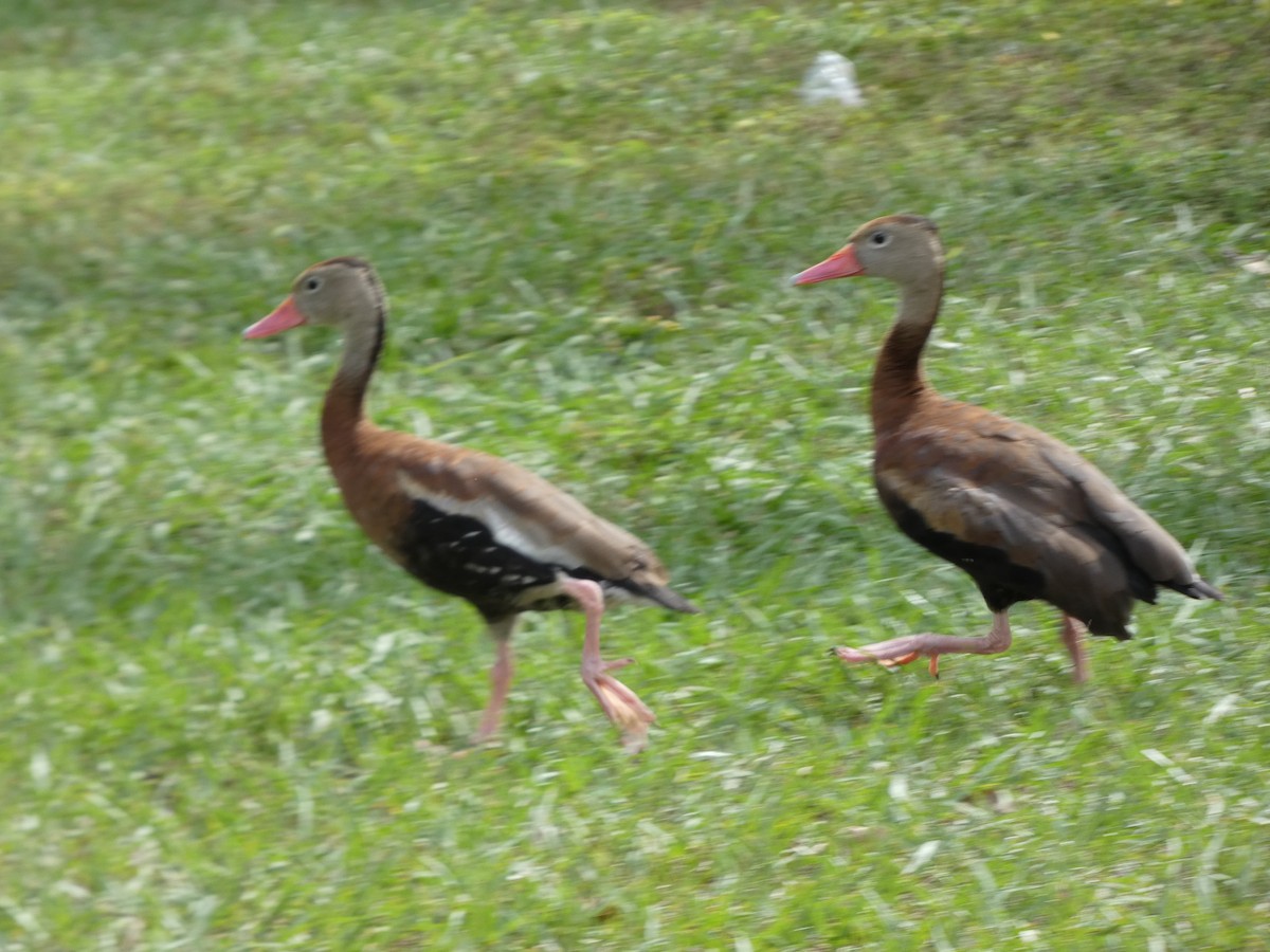 Black-bellied Whistling-Duck - ML644333238