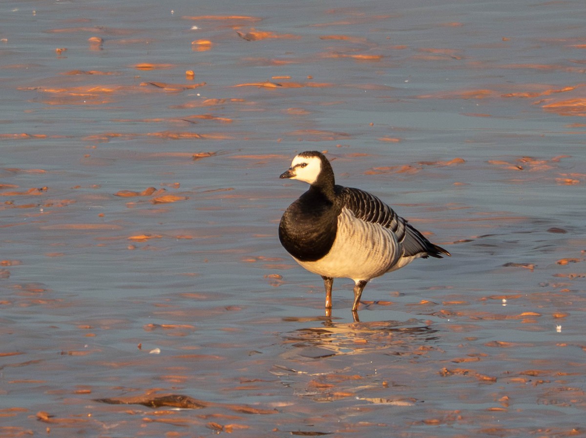 Barnacle Goose - ML644333241