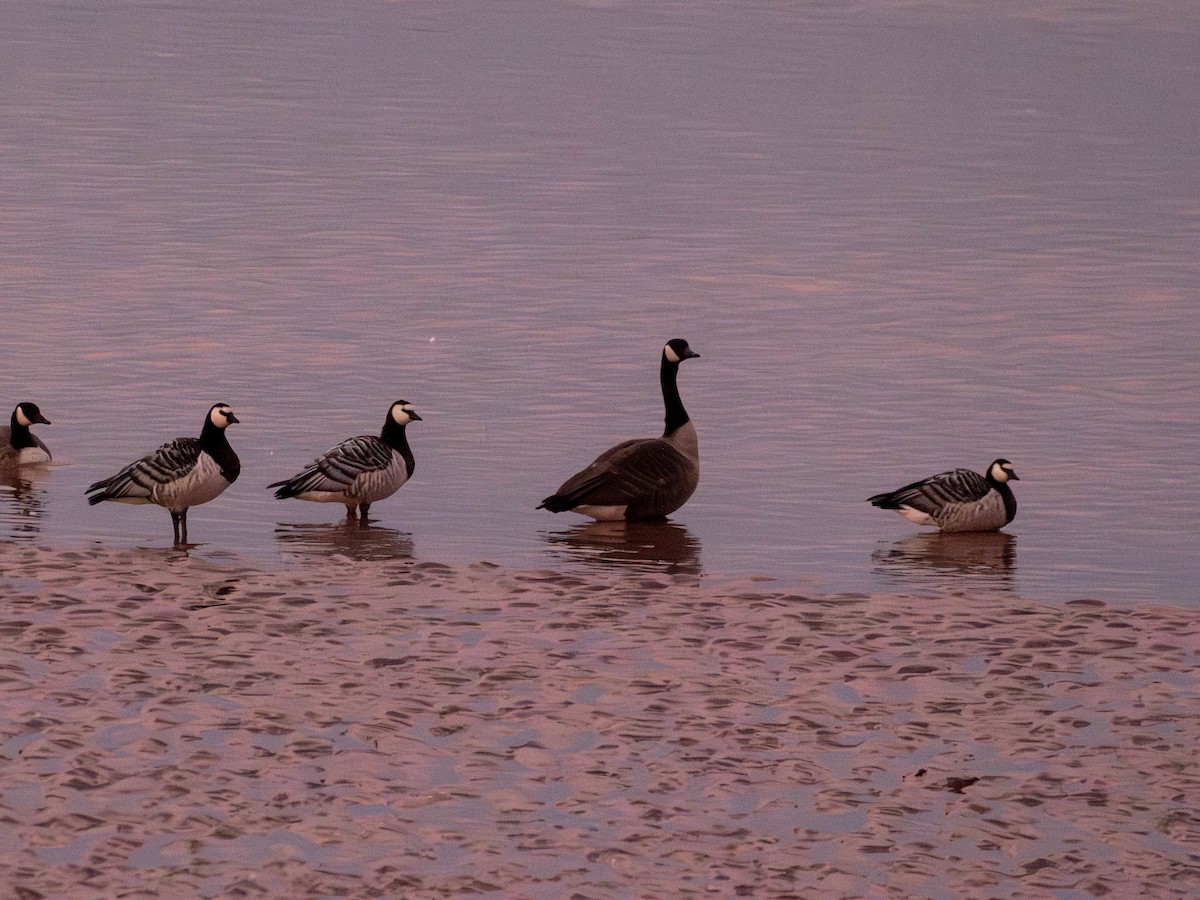 Barnacle Goose - ML644333242