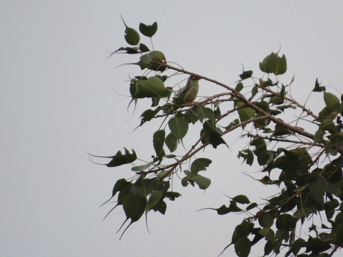 Al Göğüslü Barbet - ML644333244