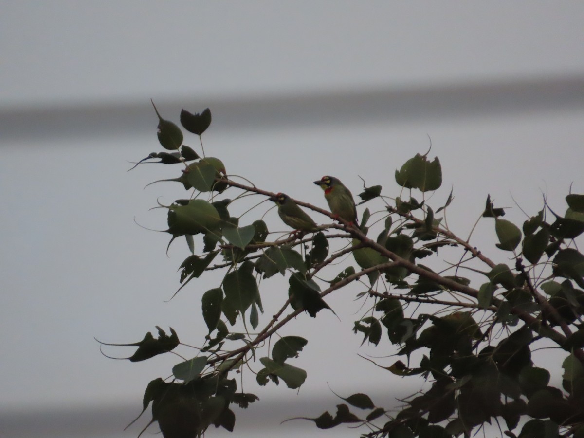 Al Göğüslü Barbet - ML644333247