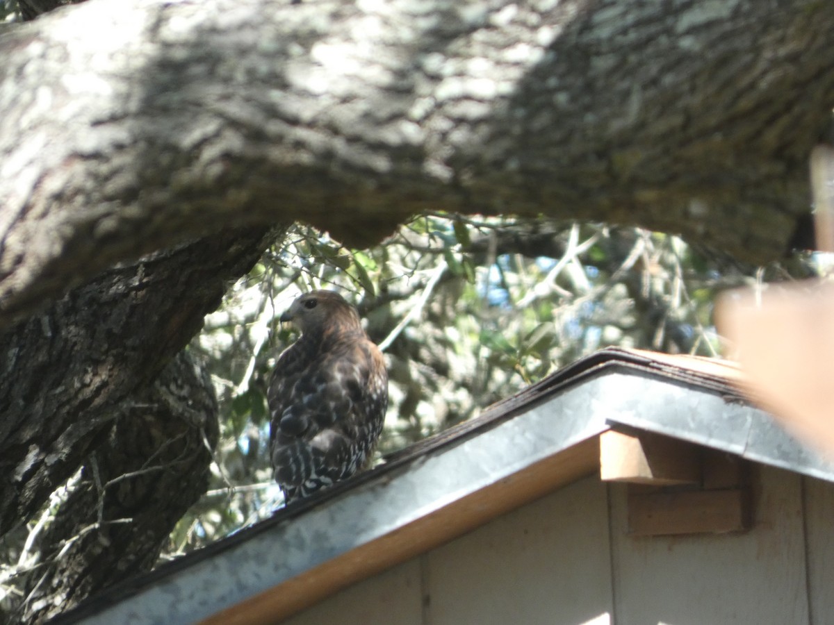 Red-shouldered Hawk - ML644333248