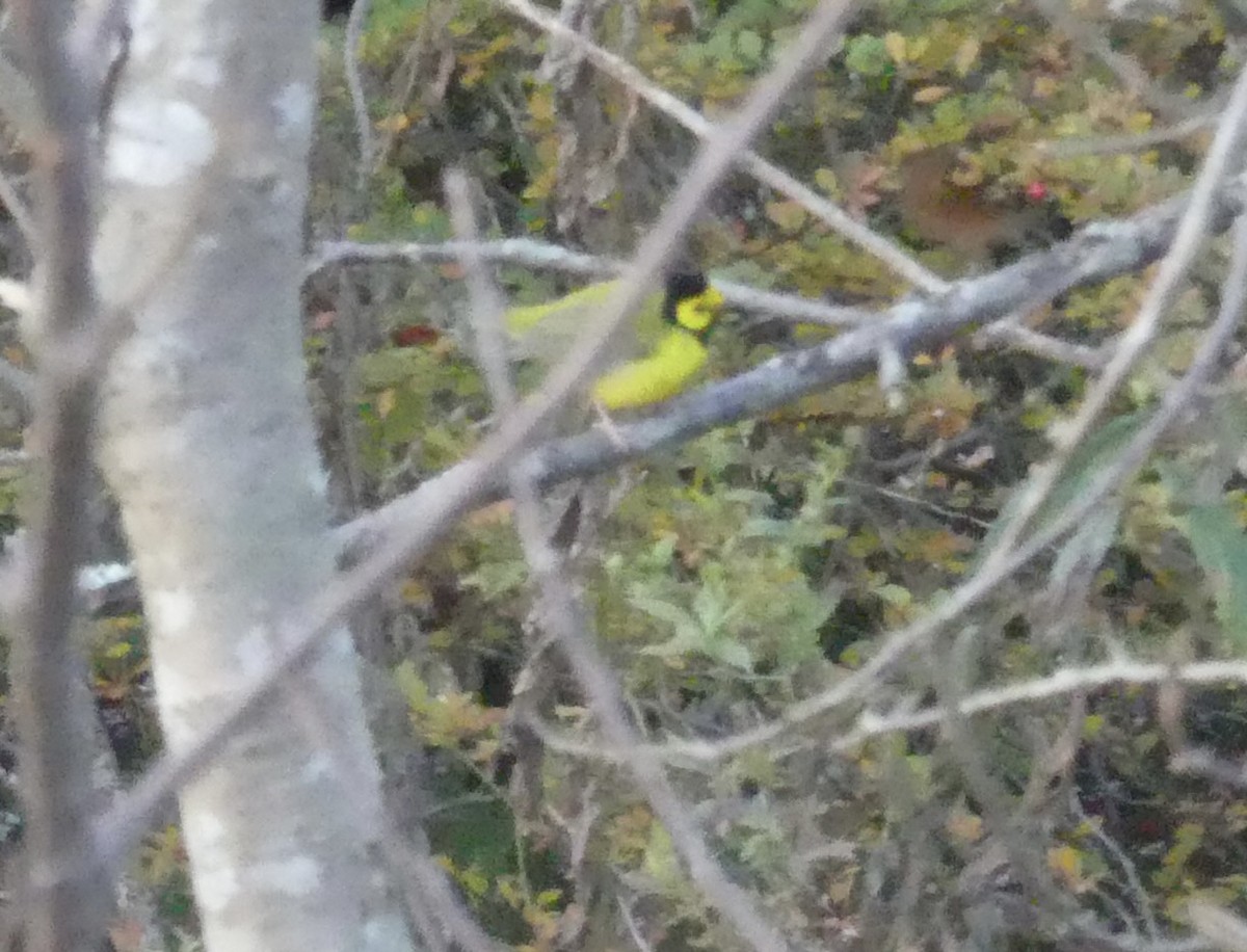 Болотянка чорногорла - ML644333250