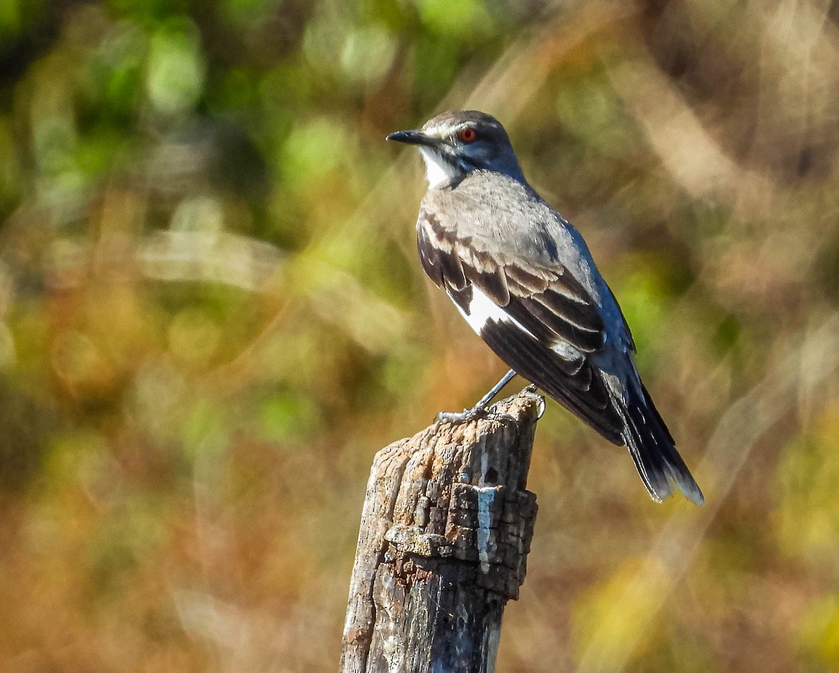 Gray Monjita - ML644333259