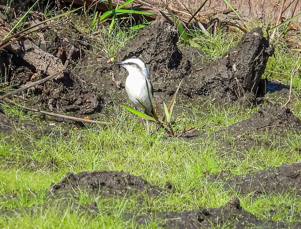 Masked Water-Tyrant - ML644333278