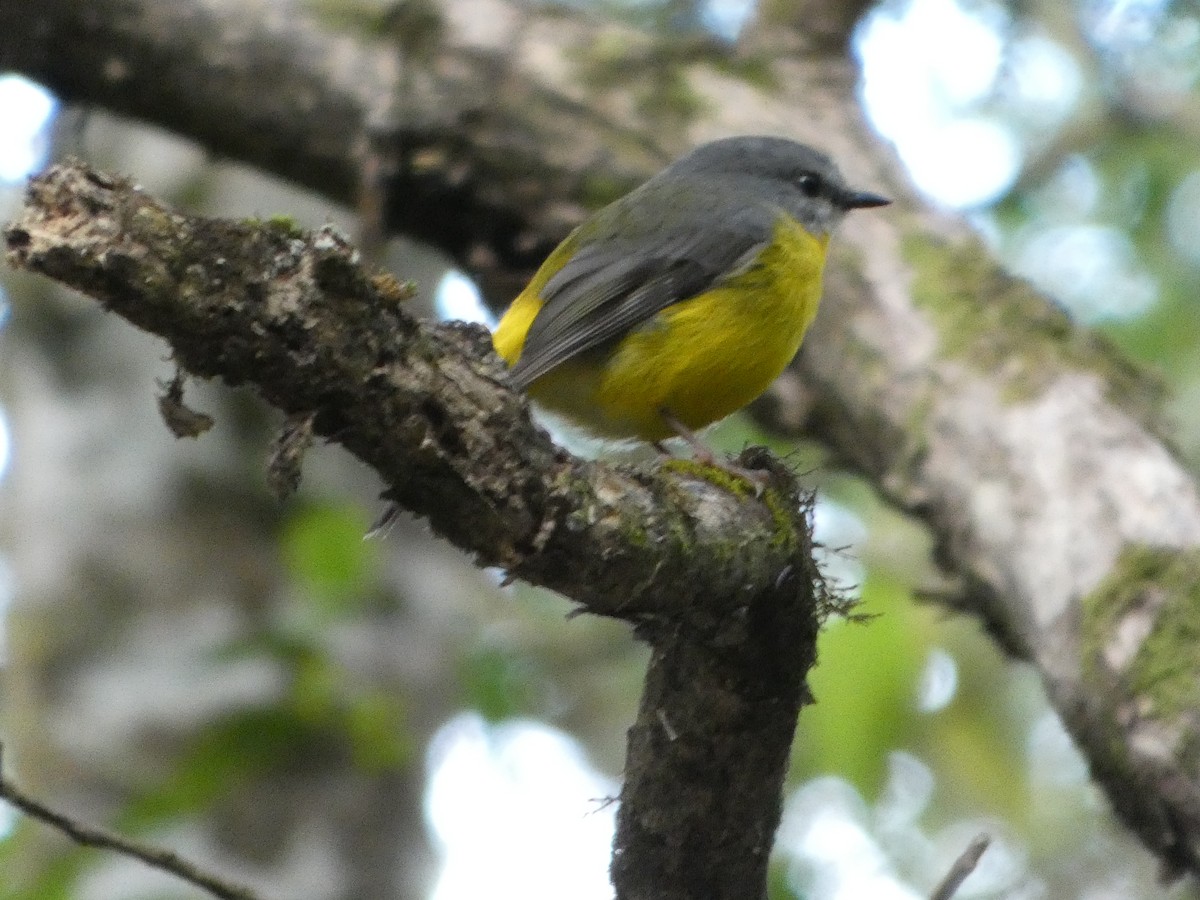 Doğulu Sarı Bülbül - ML644333292