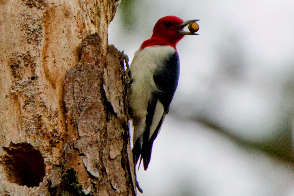 Red-headed Woodpecker - ML644333297