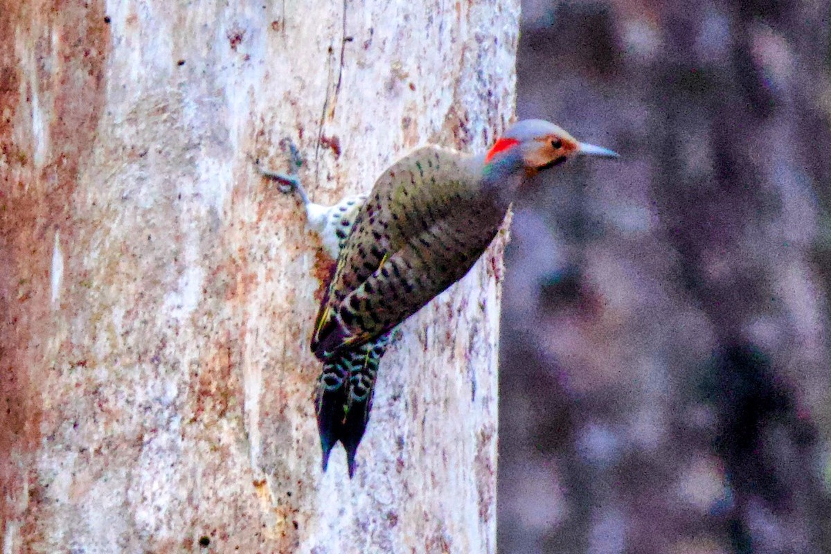 Northern Flicker - ML644333301