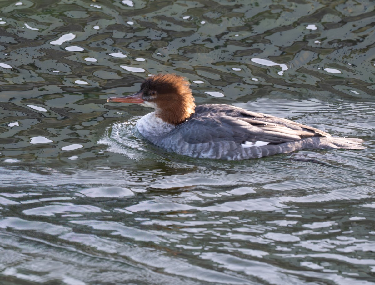 Хумхин бохио - ML644333313