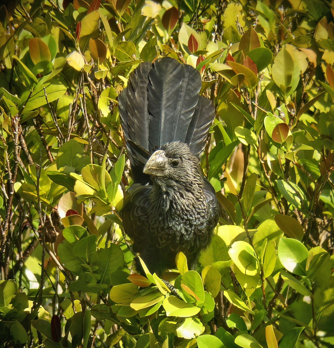 Ani à bec lisse - ML644333315