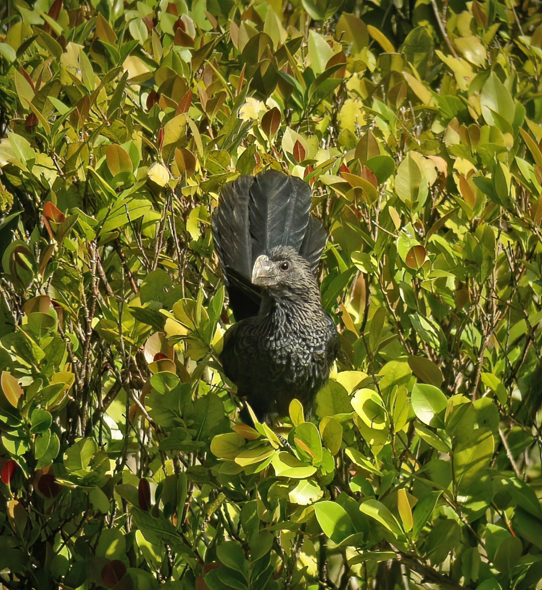 Ani à bec lisse - ML644333316