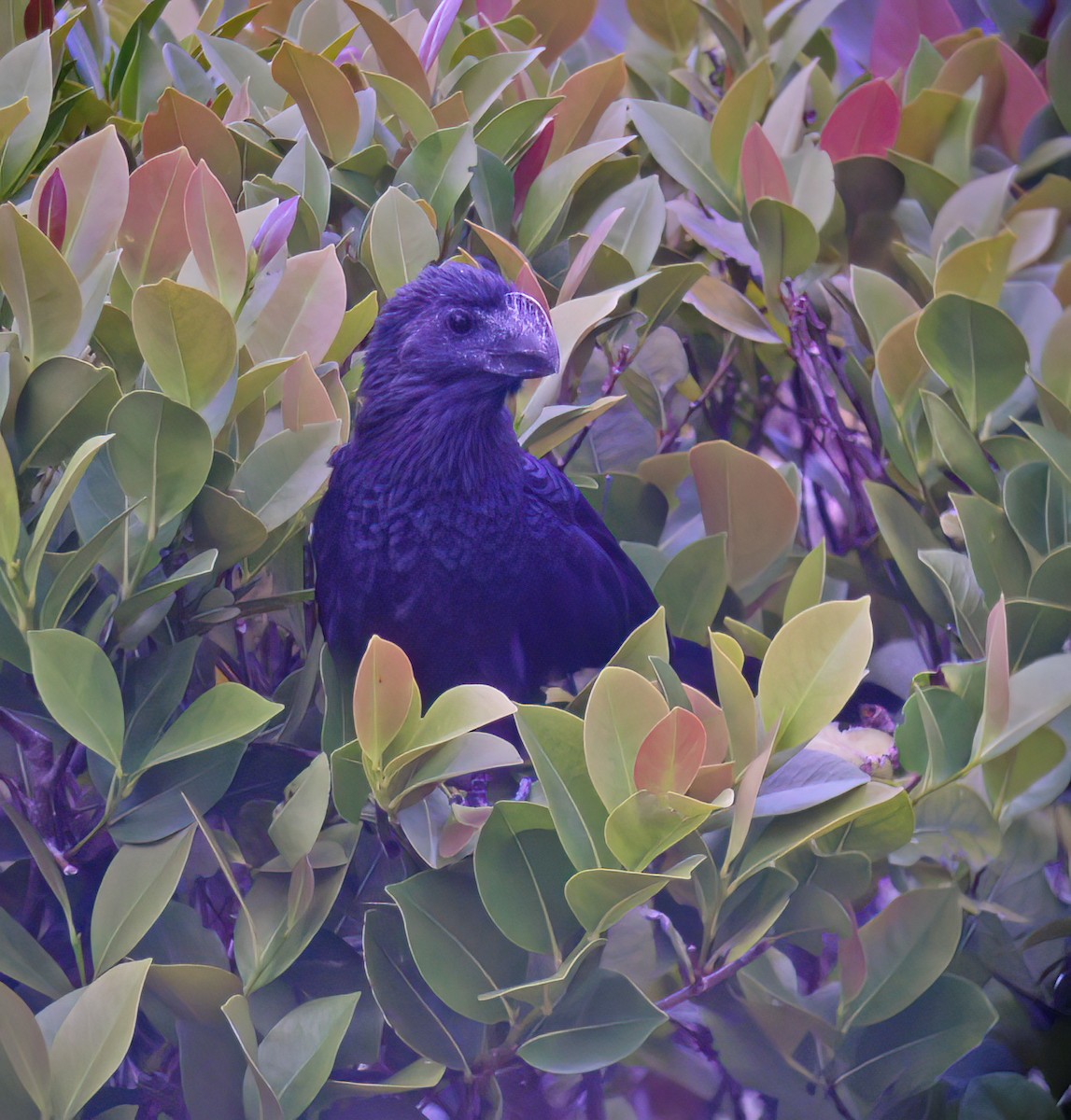 Ani à bec lisse - ML644333317