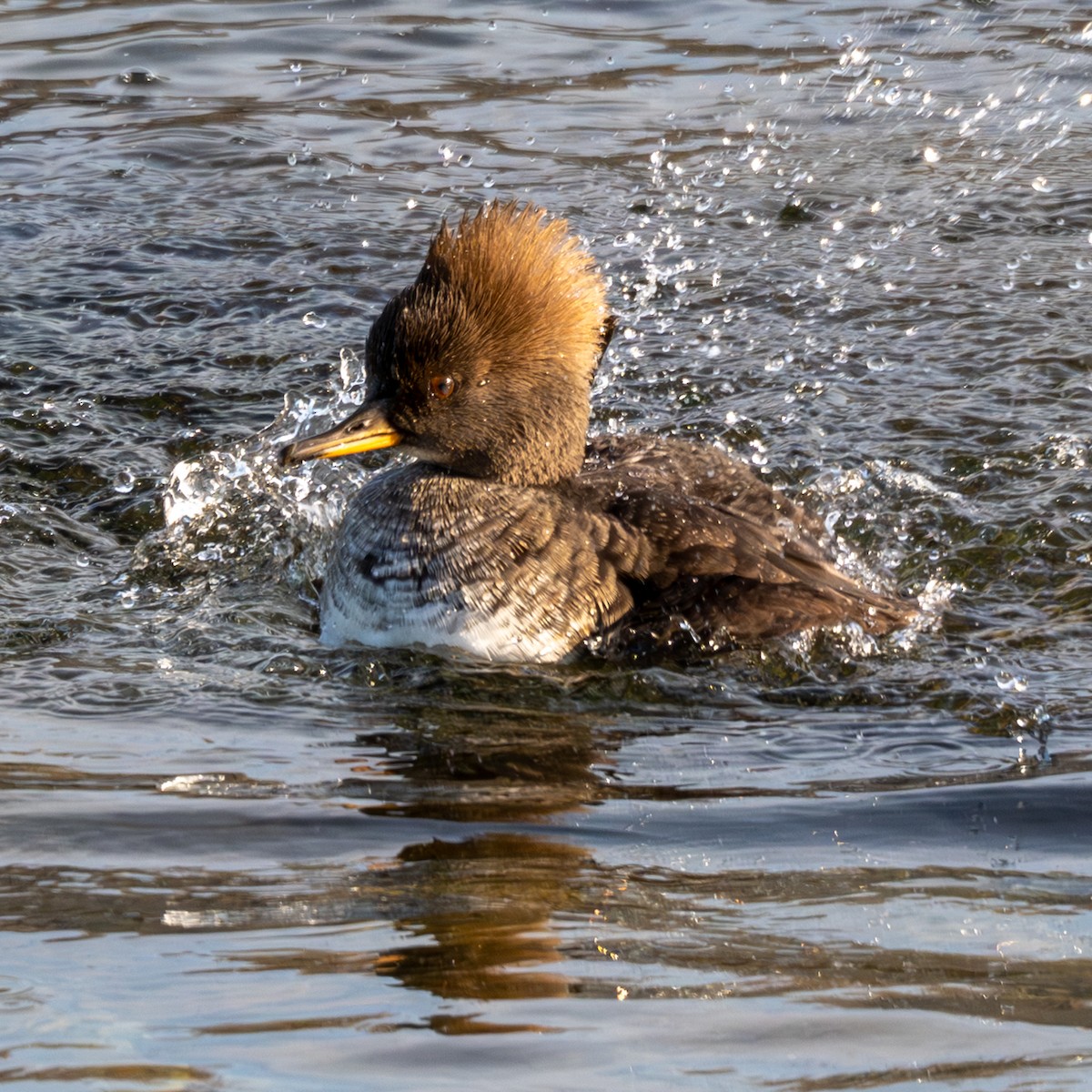 Hooded Merganser - ML644333321