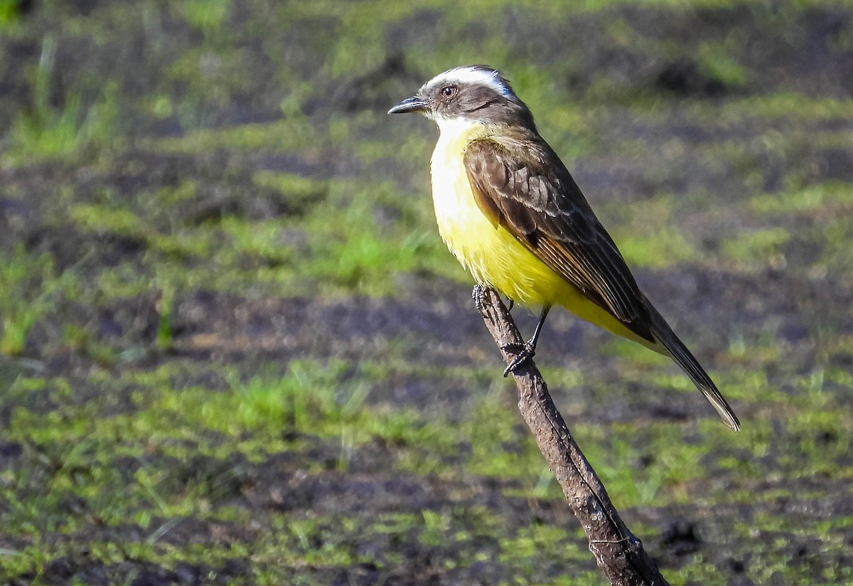 Social Flycatcher - ML644333326
