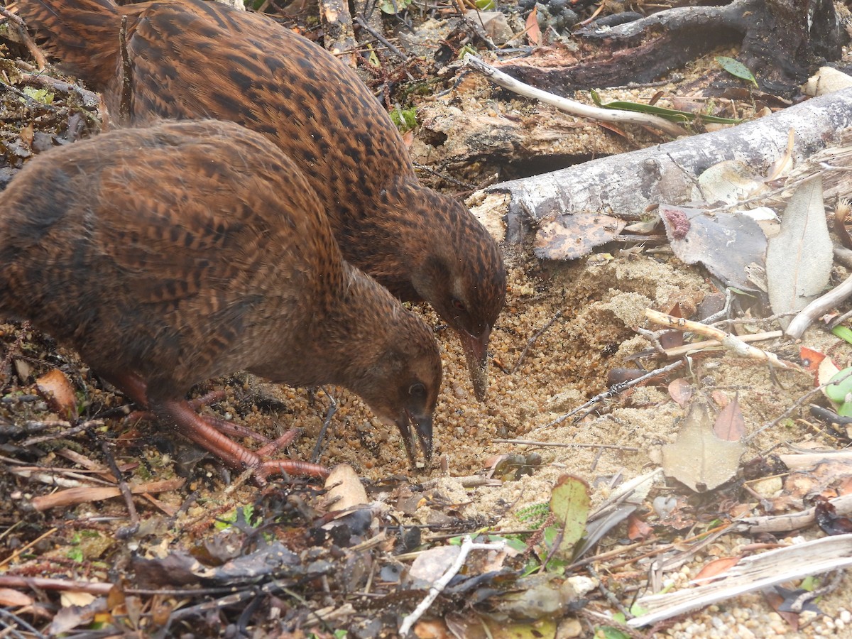 Уэка - ML644333337