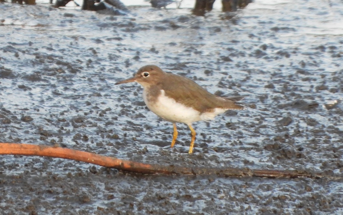 アメリカイソシギ - ML644333362