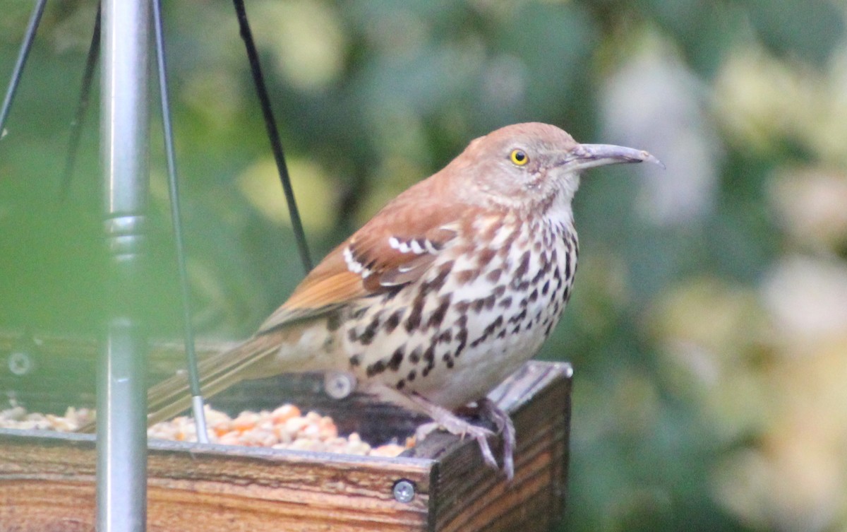 brunspottefugl - ML644333368