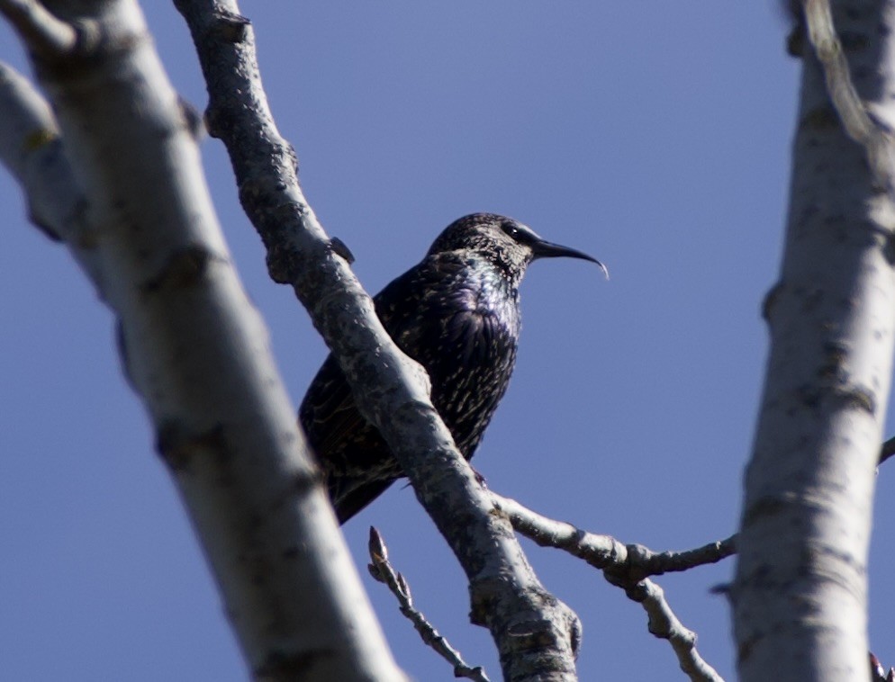 European Starling - ML644333370
