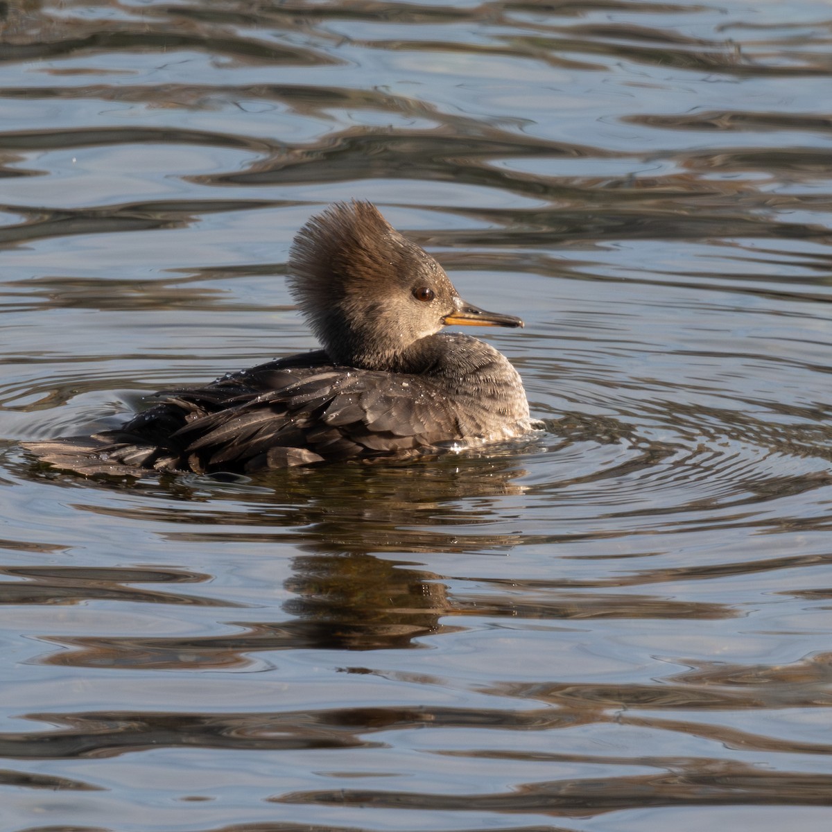 Hooded Merganser - ML644333372