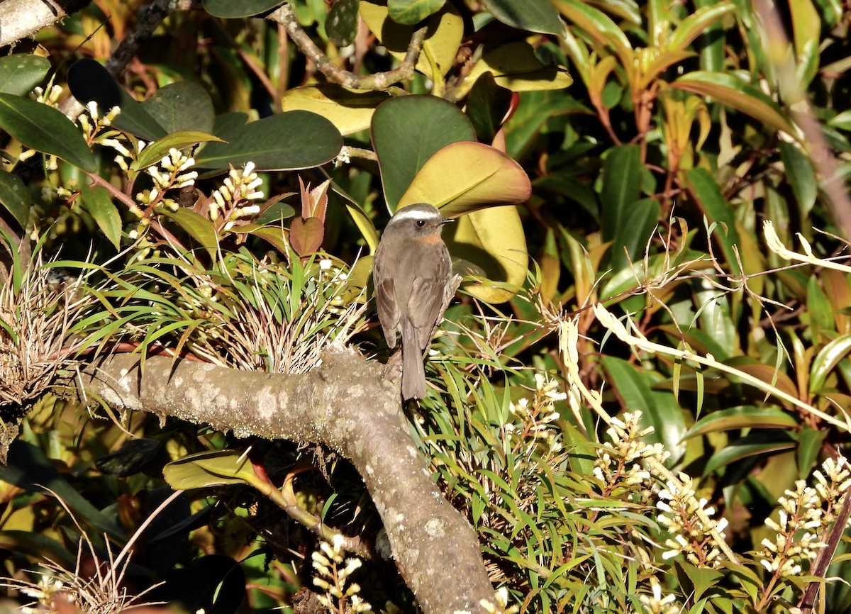 Rufous-breasted Chat-Tyrant - ML644333379