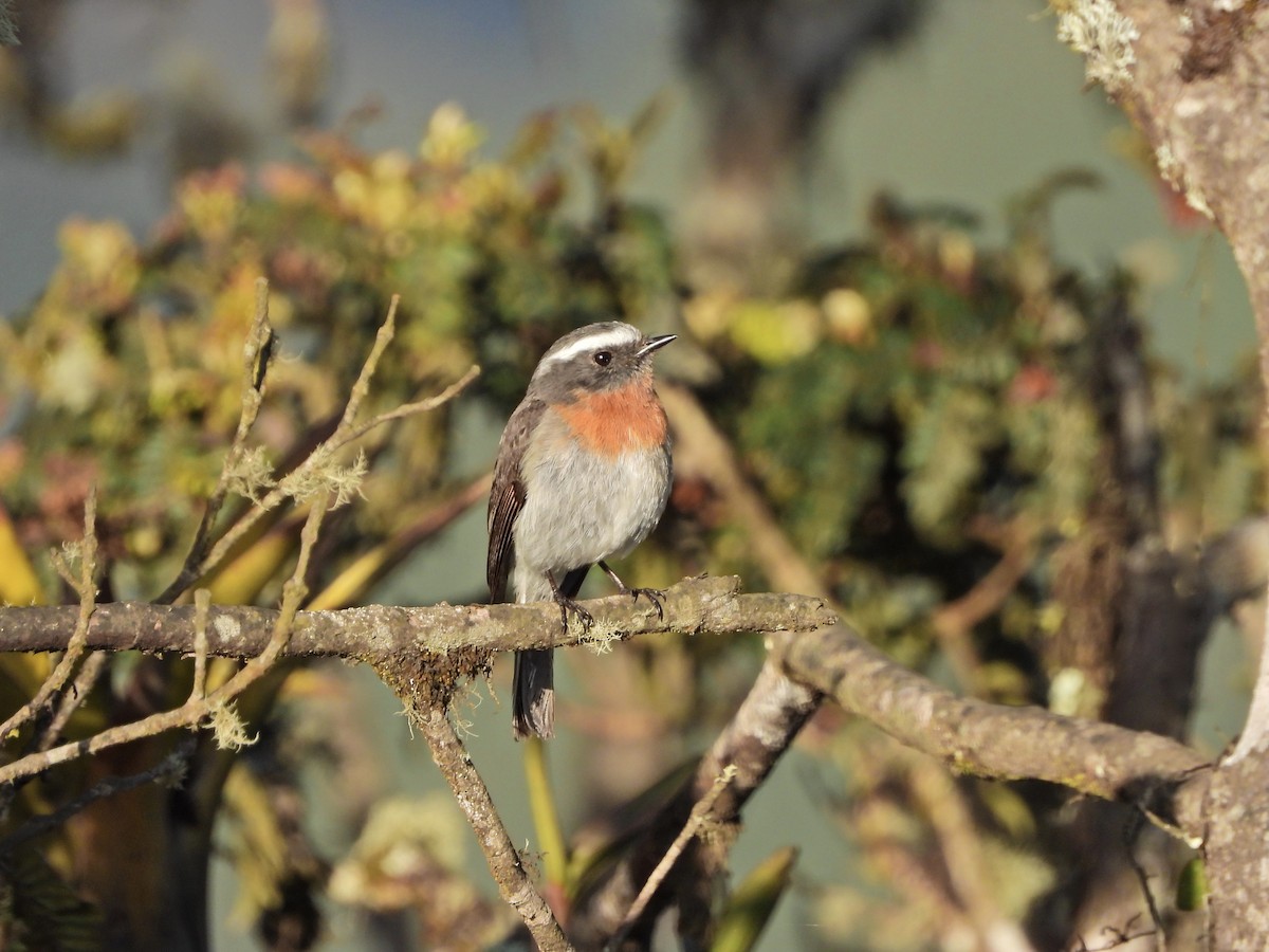 Rufous-breasted Chat-Tyrant - ML644333380
