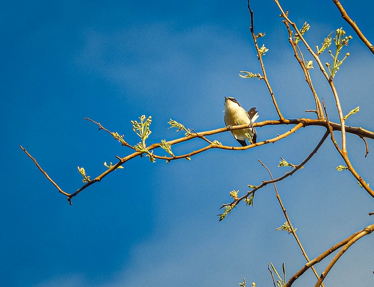 maskemyggsmett - ML644333389