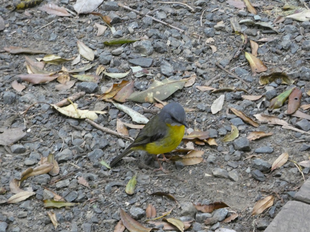 Doğulu Sarı Bülbül - ML644333392