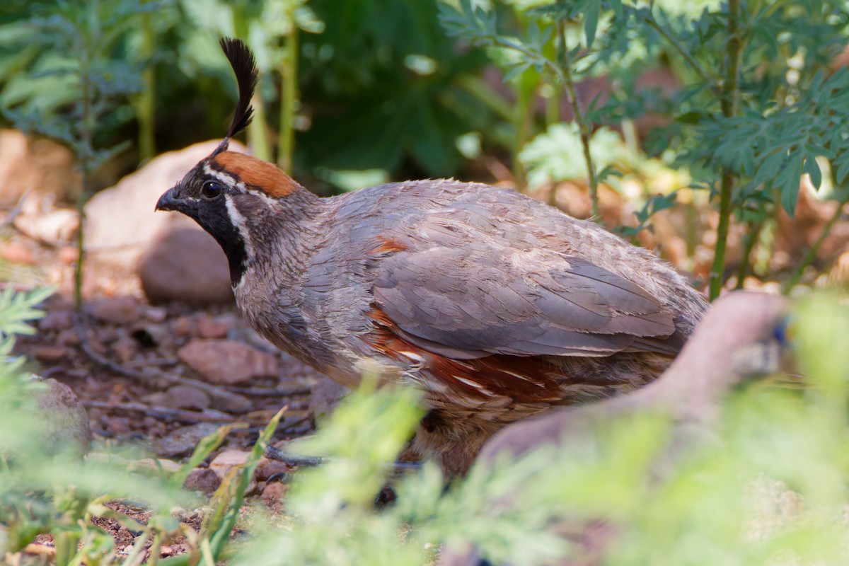 Gambel's Quail - ML644333393