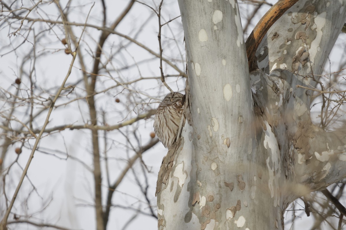 Barred Owl - ML644333394