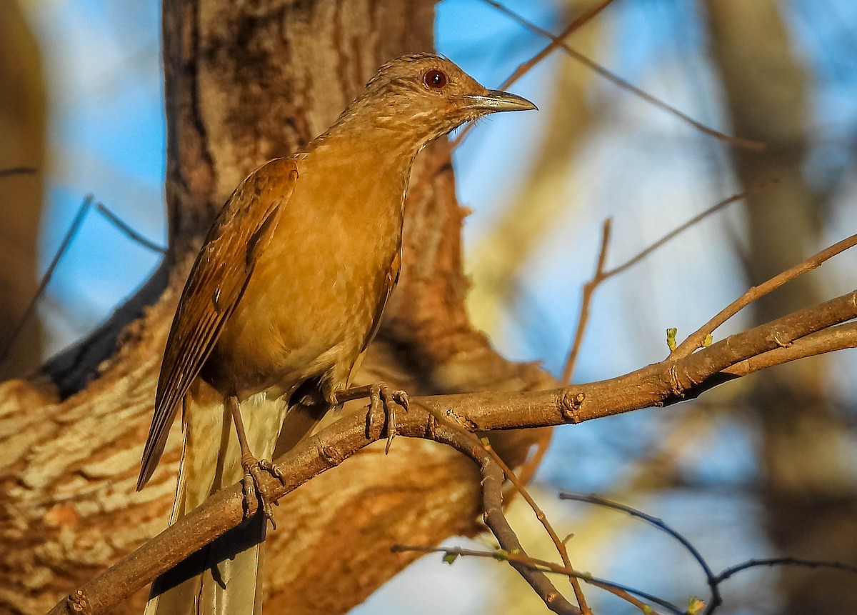 blekbrysttrost - ML644333398