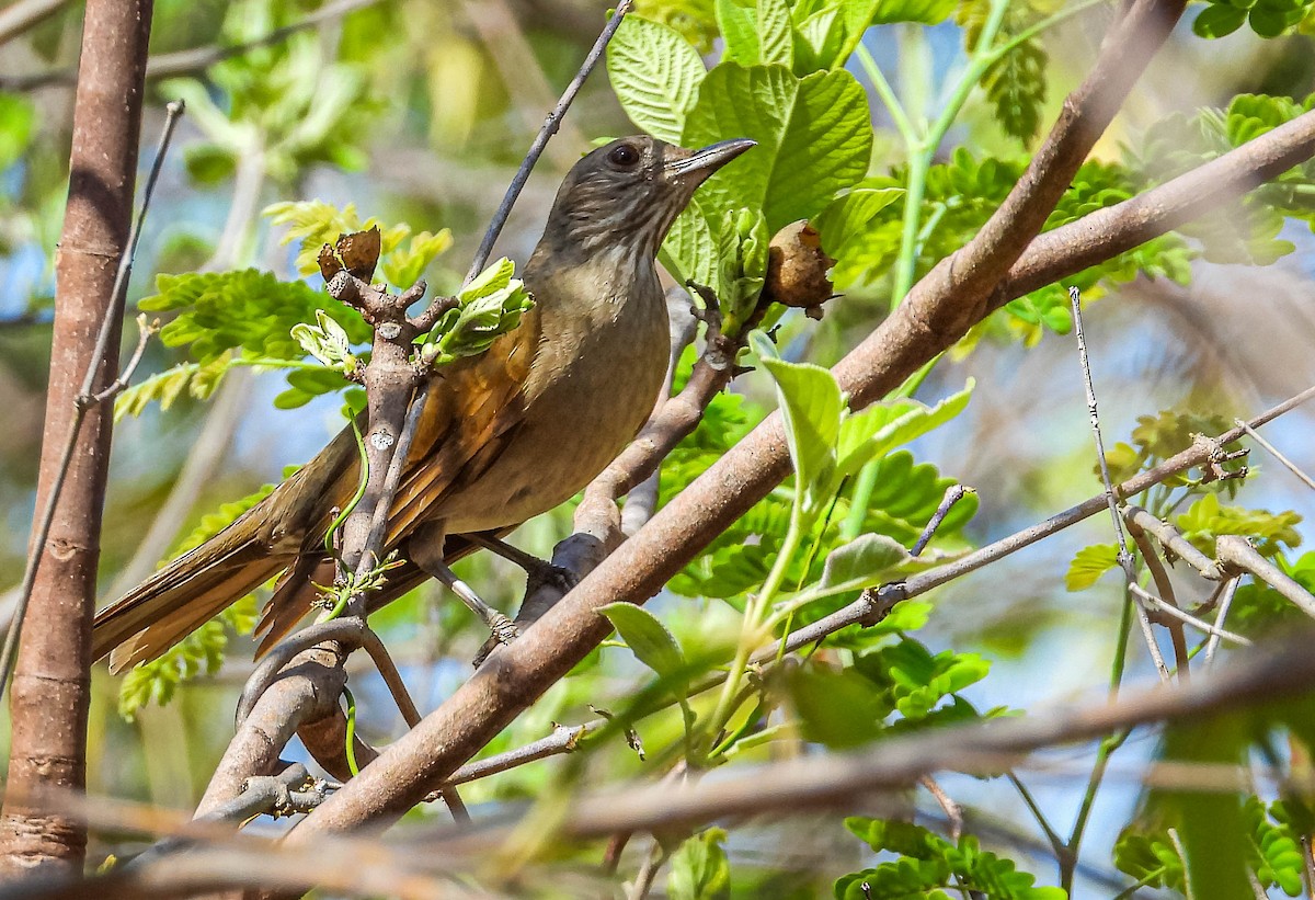 blekbrysttrost - ML644333399