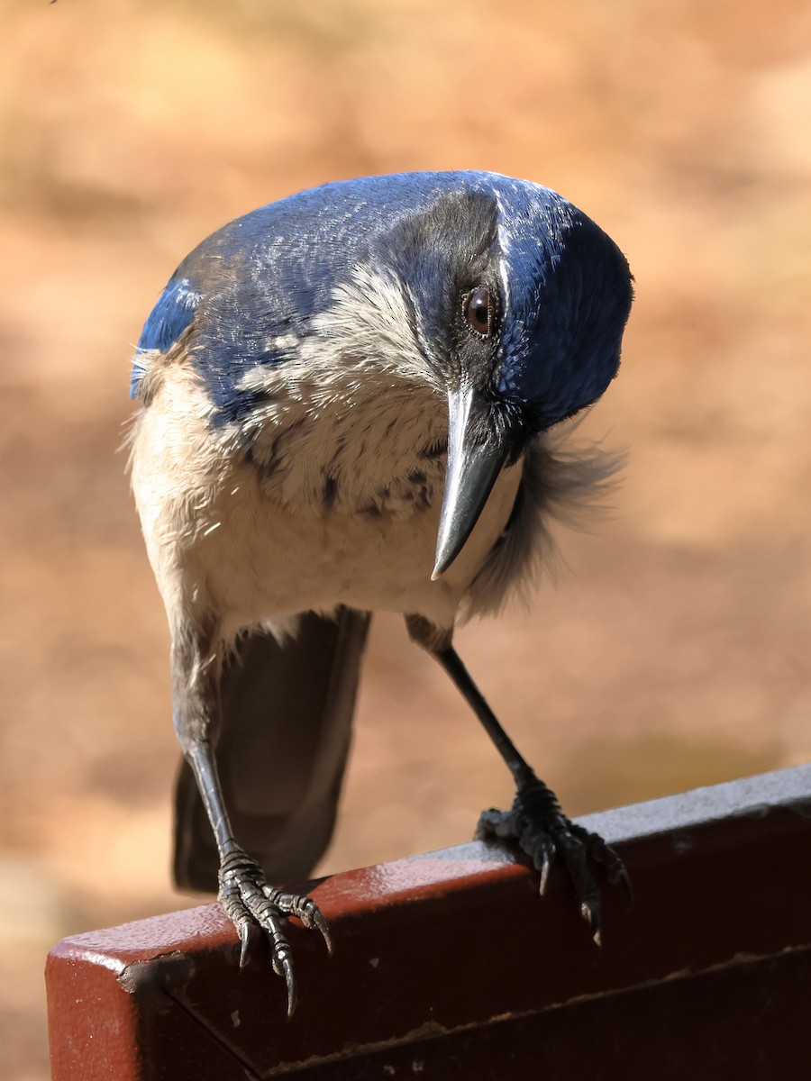 Island Scrub-Jay - ML644333400