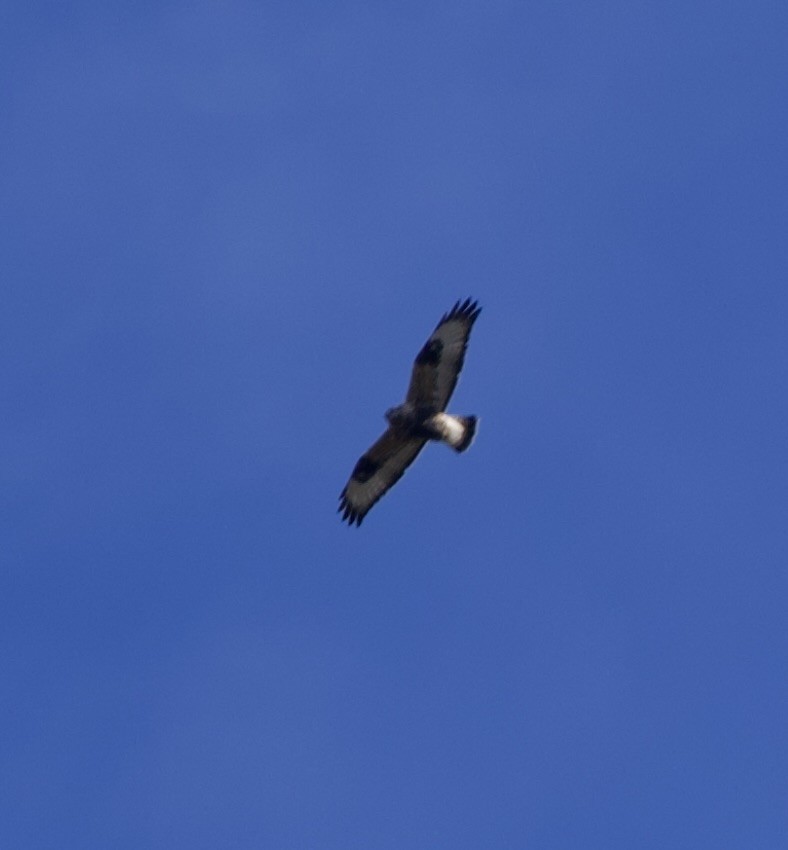 Rough-legged Hawk - ML644333401