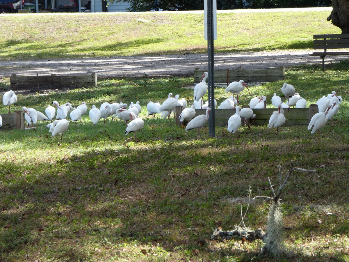 White Ibis - ML644333408