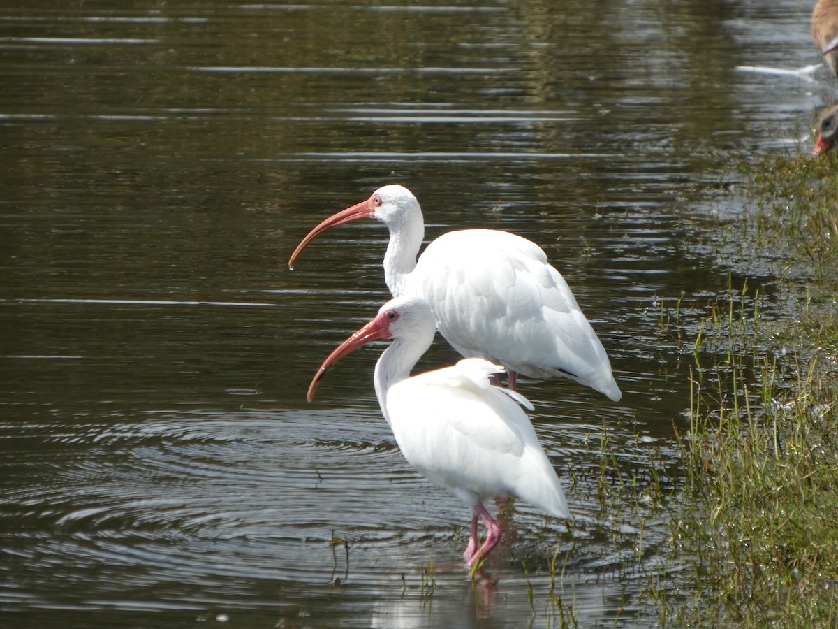 White Ibis - ML644333409