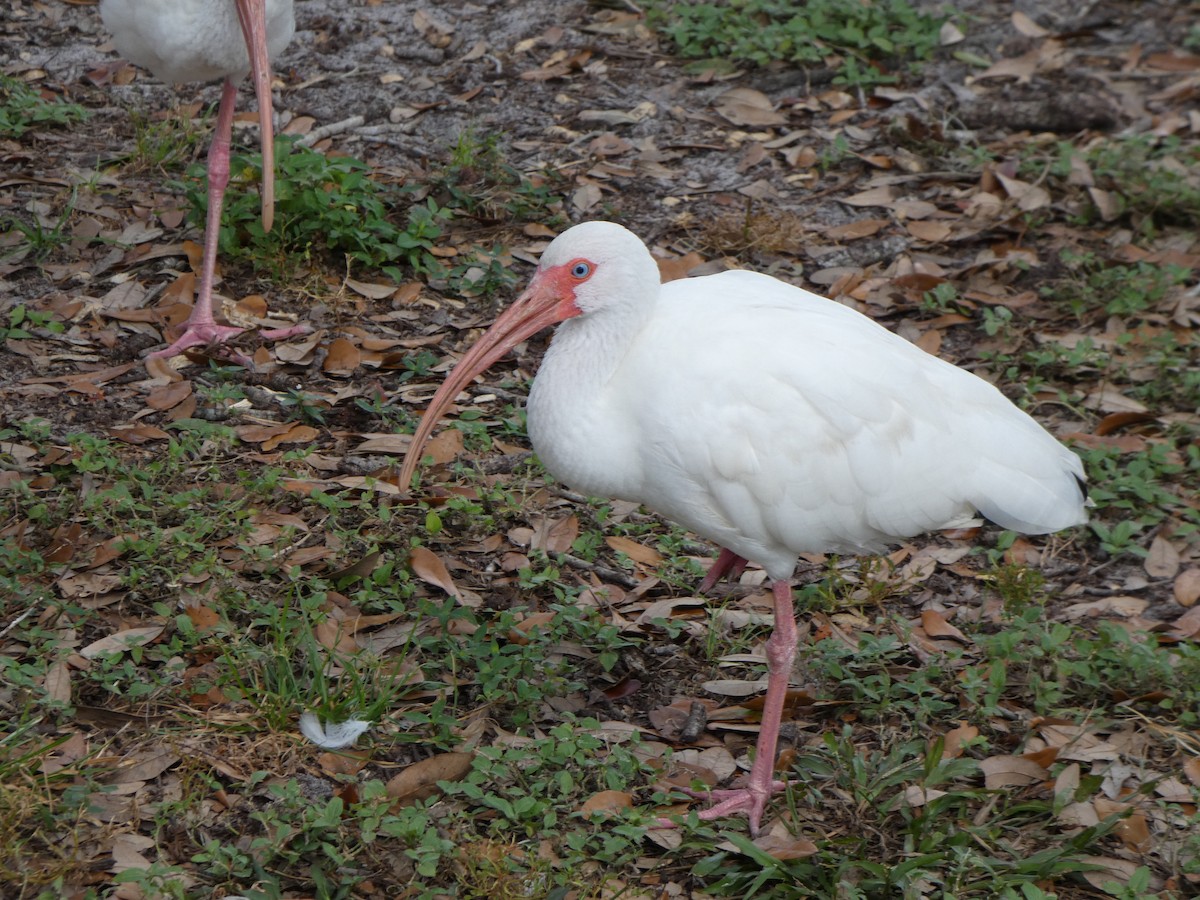 White Ibis - ML644333410