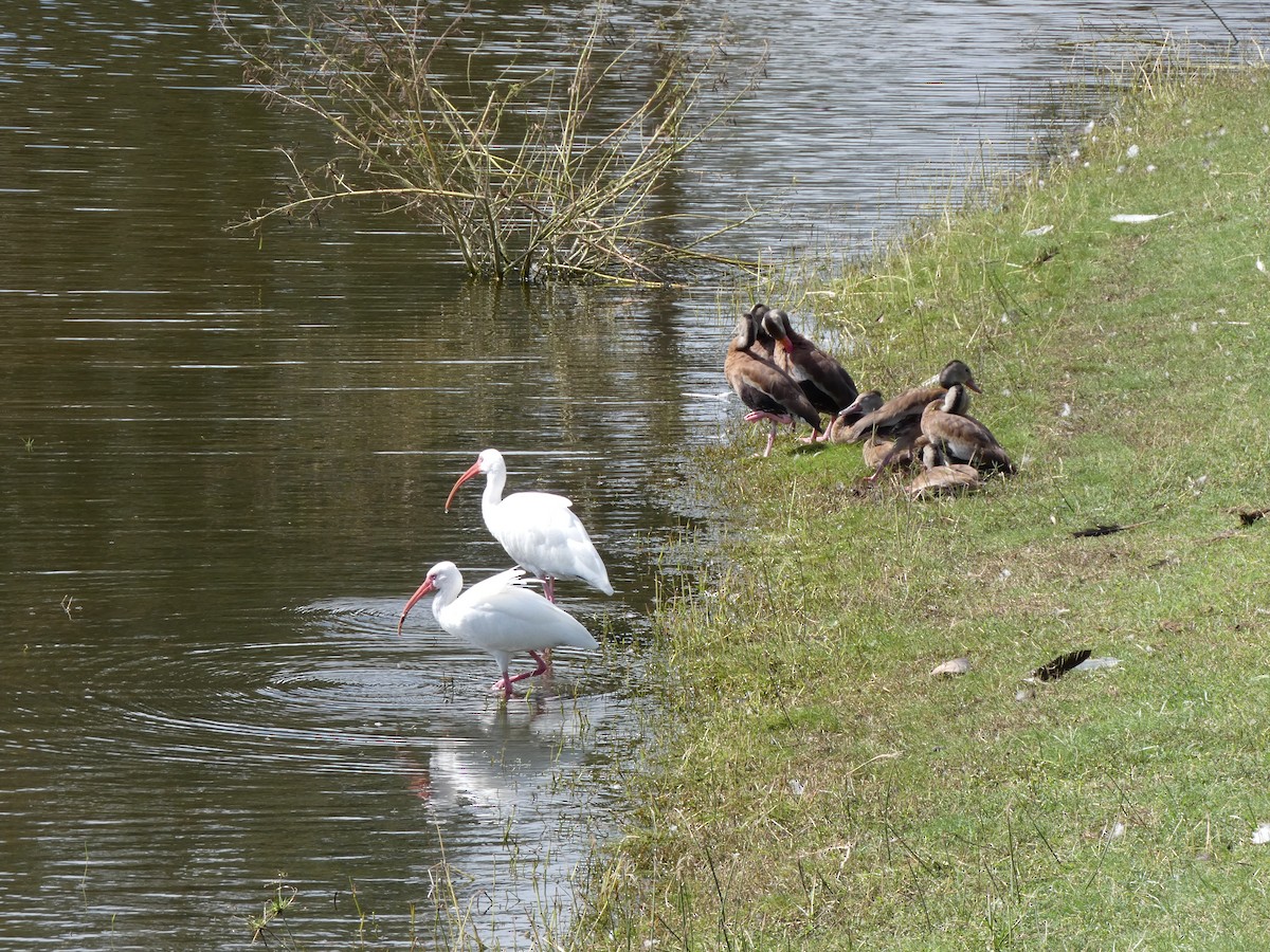 White Ibis - ML644333411